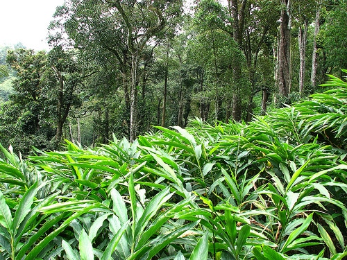 Idukki