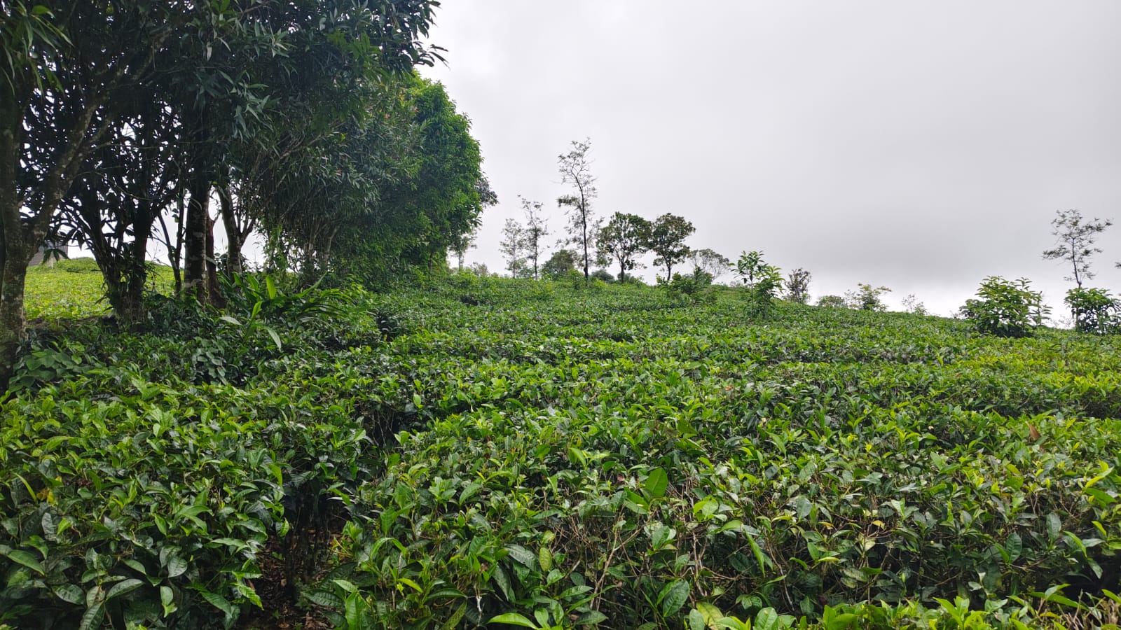 1.5 Acres of Land