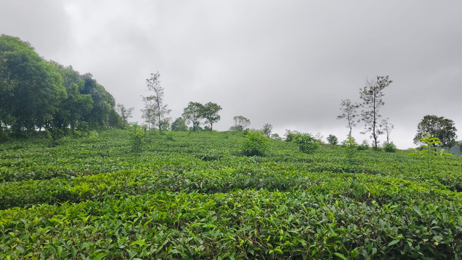 1.5 Acres of Land