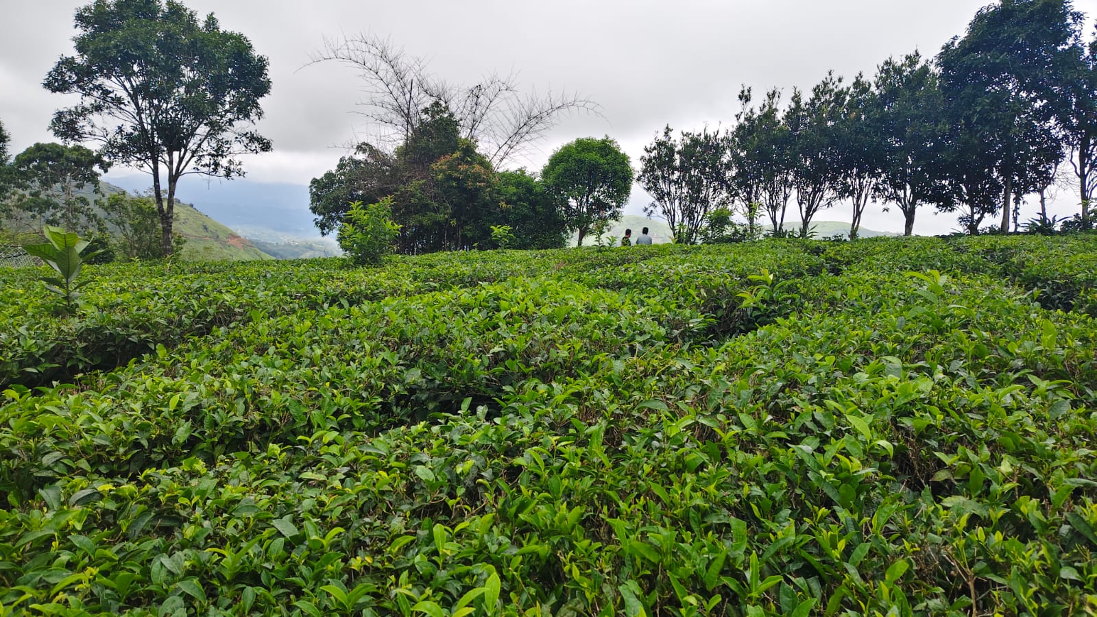 1.5 Acres of Land