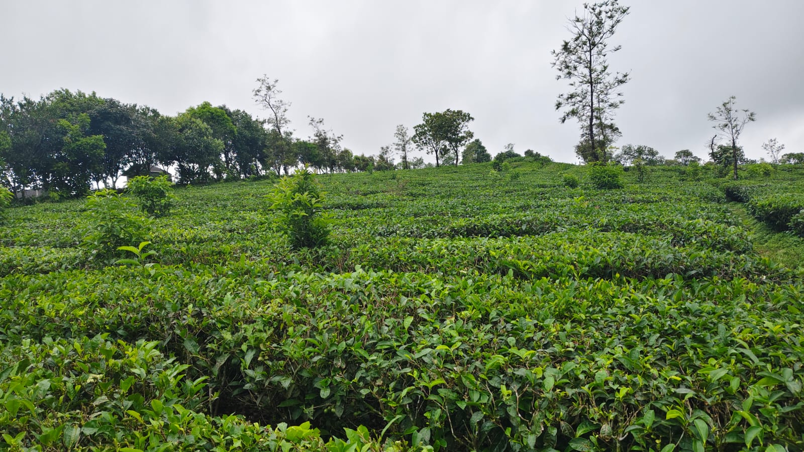 1.5 Acres of Land
