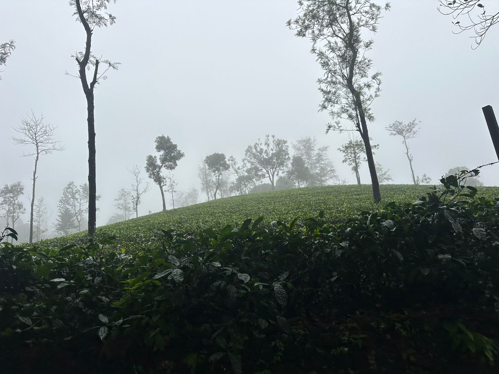 1.90 cent of Land - for sale in vagamon, Kochi, Kerala