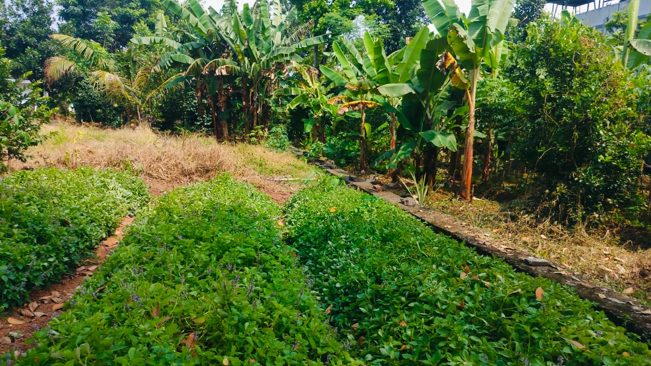 10 Cents of Land