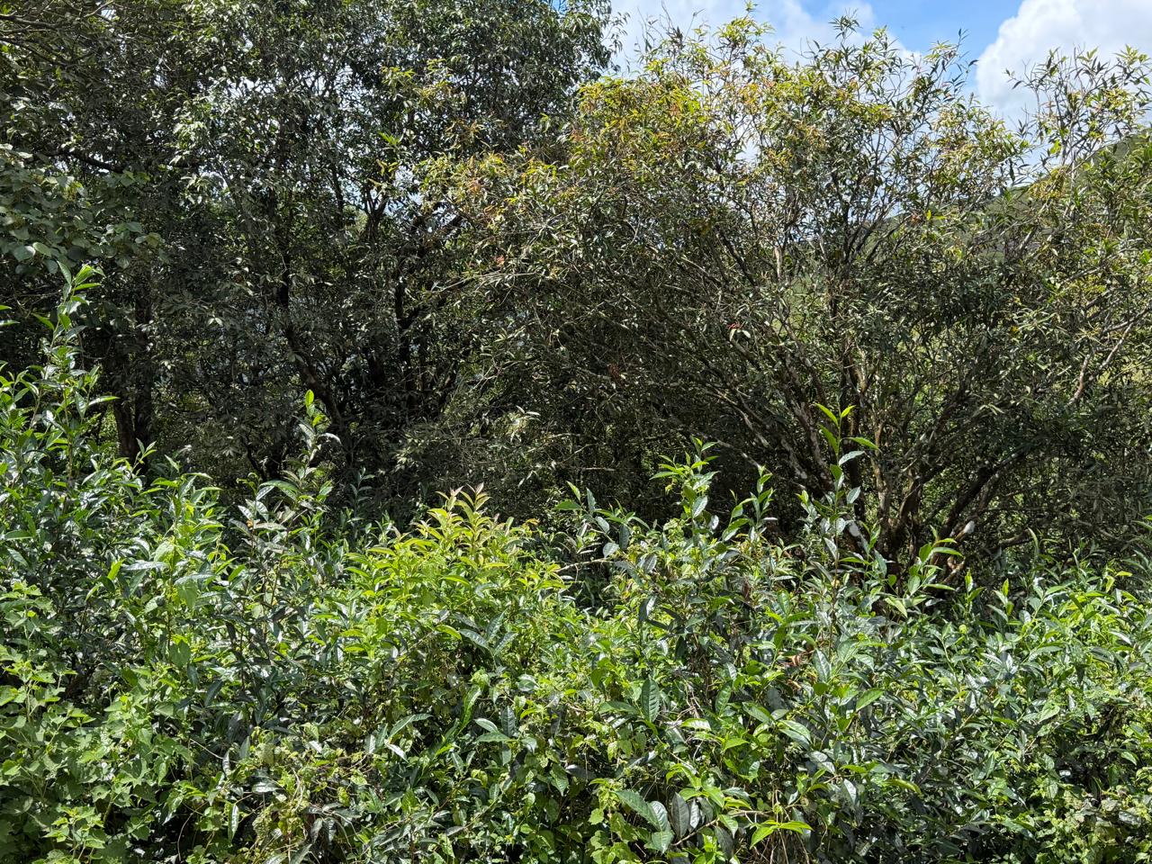 10 cents of Land - for sale in Vagamon, Idukki, Kerala