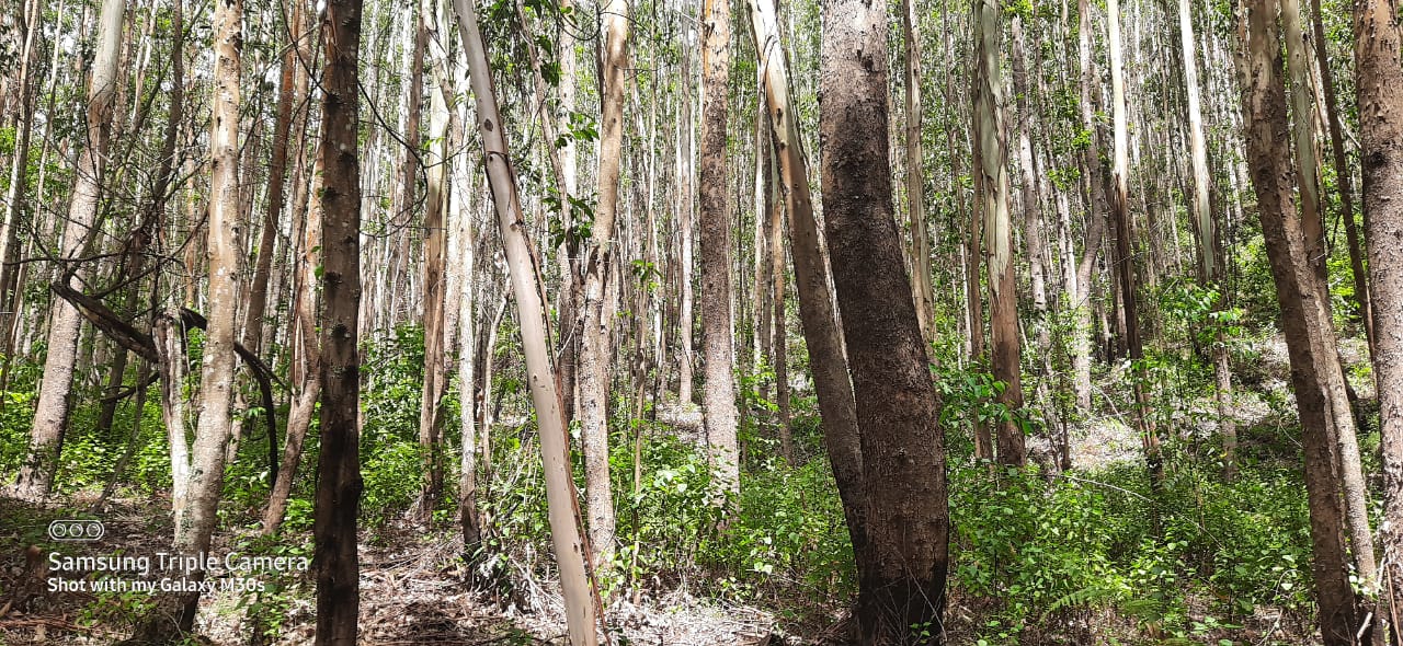 100 acres of Land - for sale in Vattavada, Idukki, Kerala