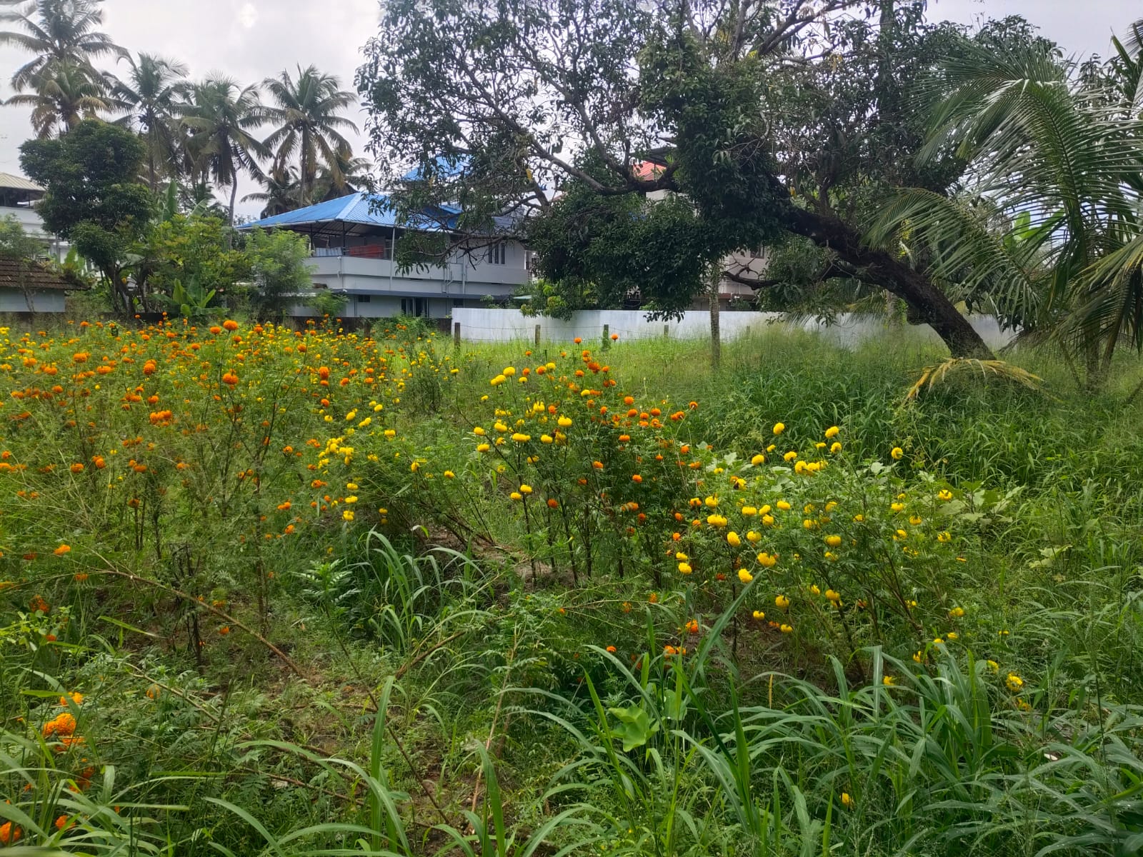 11 cents of Land - for sale in Vyttila, Kochi ( Ernakulam ), Kerala