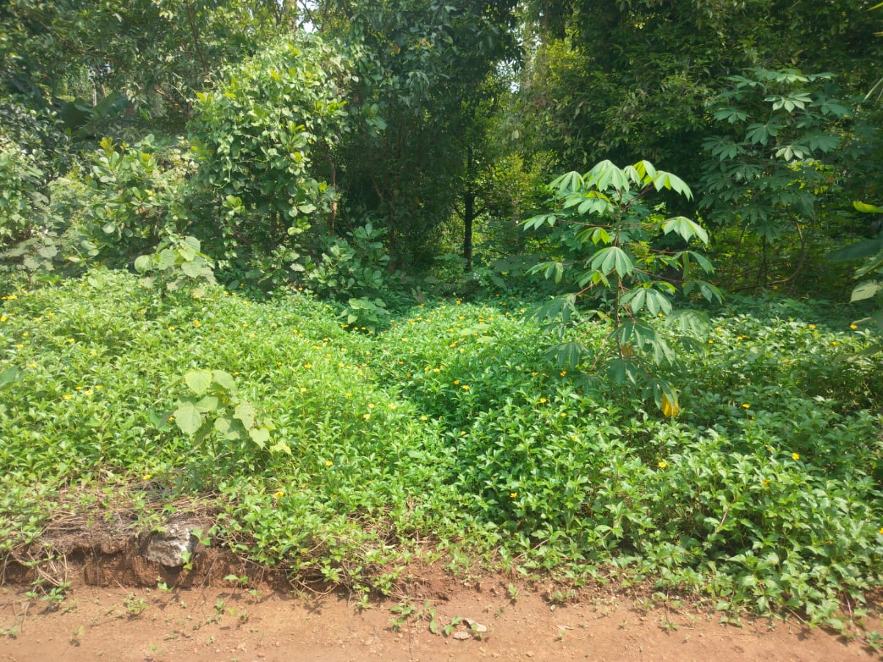 12 cents of Land - for sale in Angamally, Kochi ( Ernakulam ), Kerala
