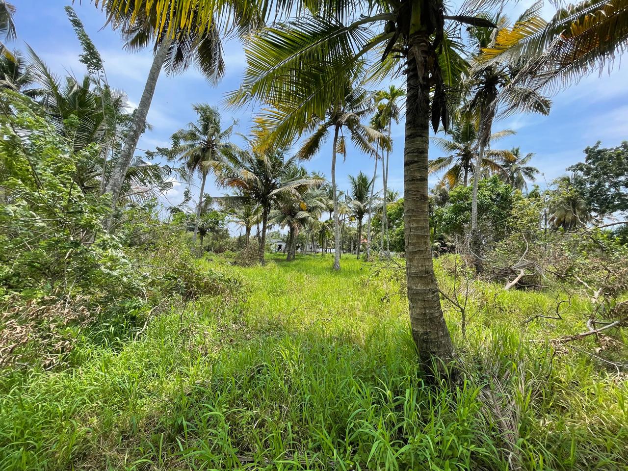 125cents of Land - for sale in Aroorkutty, Kochi ( Ernakulam ), Kerala