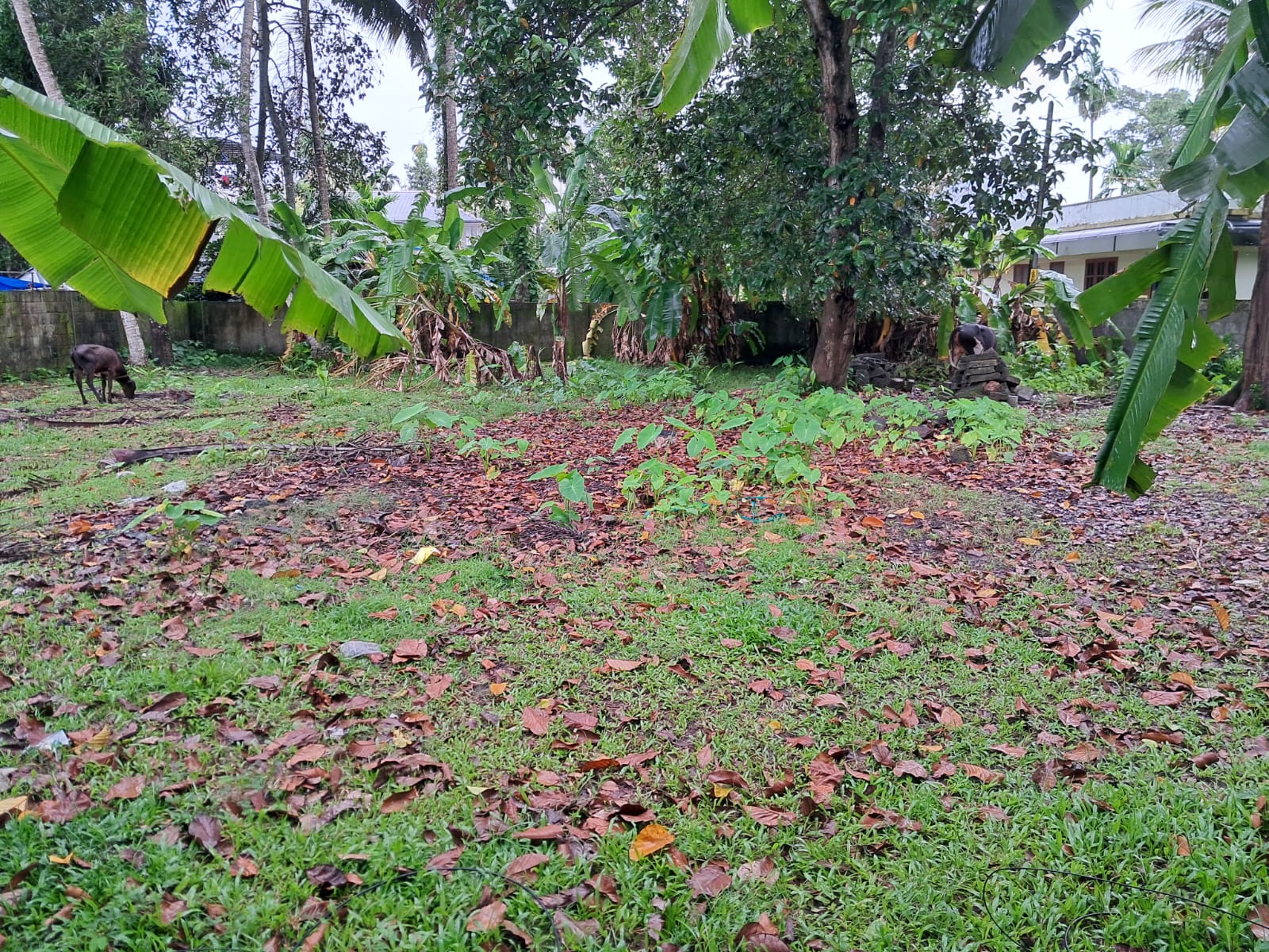 15Cents of Residential Plot in Maradu