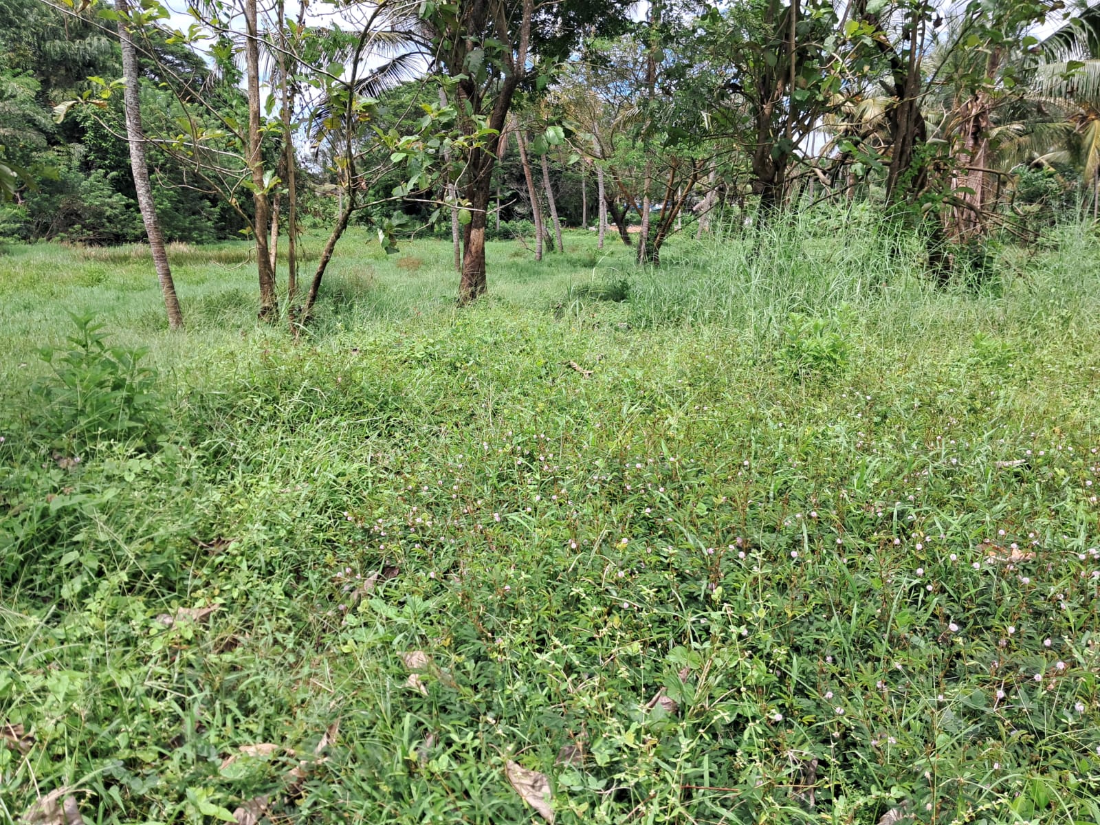 16.5 Cents of Land in Gated Villa - for sale in tripunithara, Kochi, Kerala