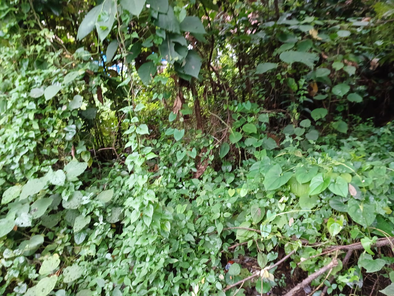16 cents of Residential land in Maradu - for sale in Maradu, Kochi ( Ernakulam ), Kerala