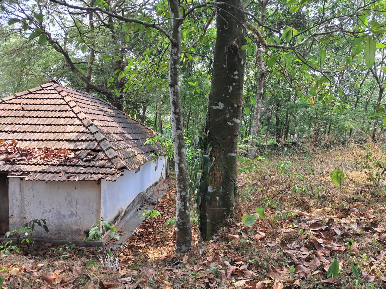 19.89cents of Residential Plot with old house near Wonderla, Pallikkara - for sale in Palikkara, Kochi ( Ernakulam ), Kerala