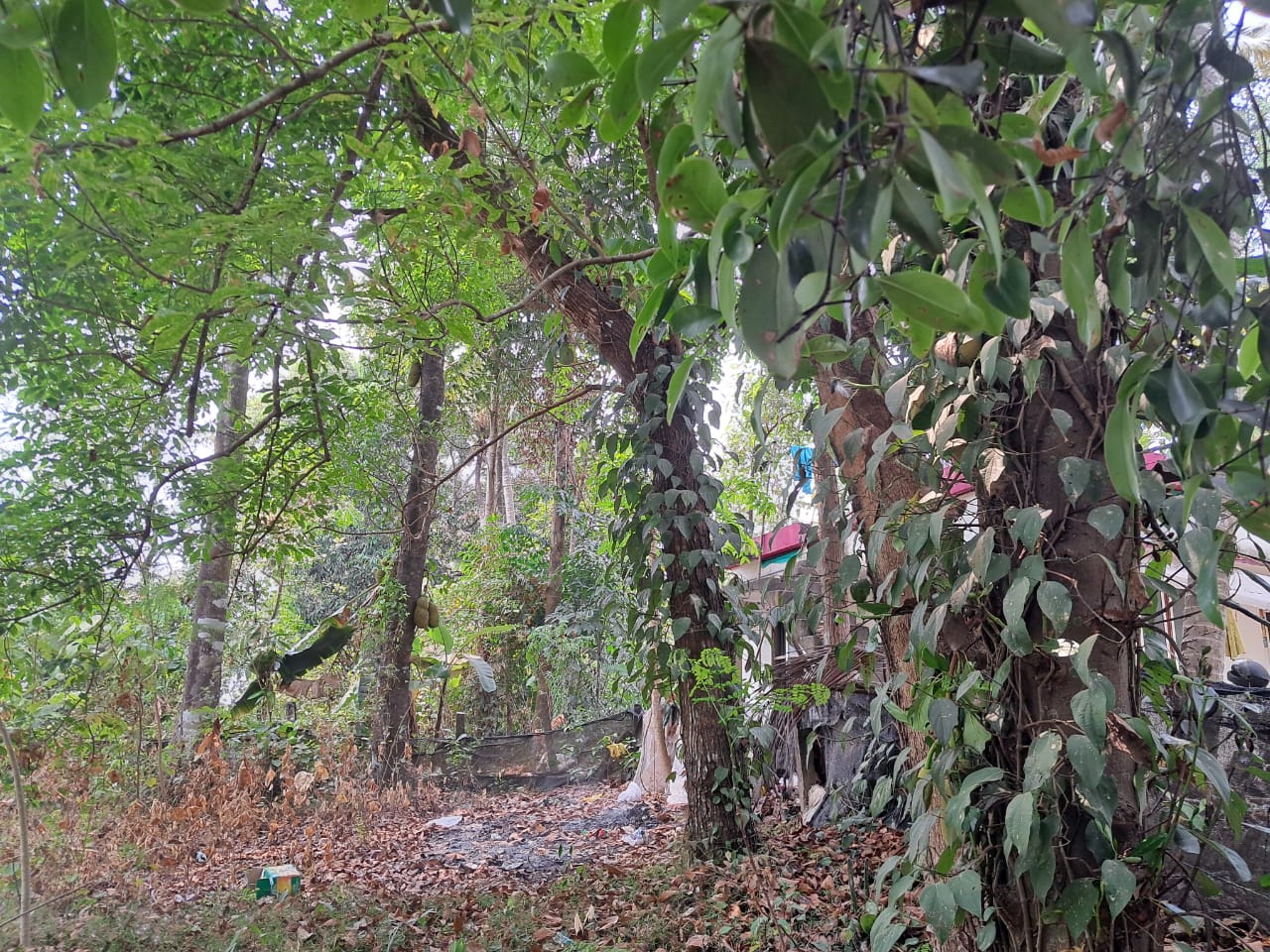 19.89cents of Residential Plot with old house near Wonderla, Pallikkara