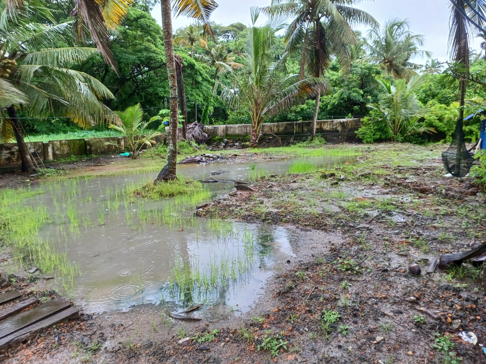19cents of Residential Land in Maradu - for sale in maradu, Kochi ( Ernakulam ), Kerala