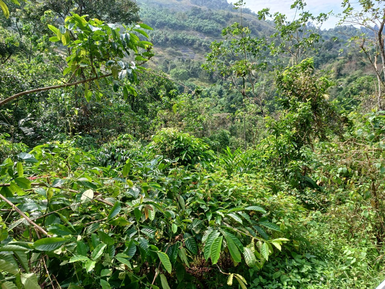 2.5 Acres of Land - for sale in Mamkulam, Idukki, Kerala