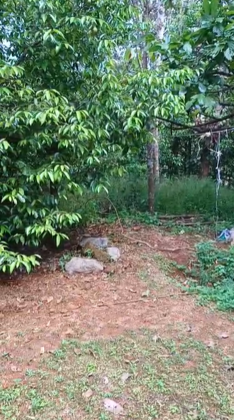 2.5acre land with old house - for sale in Munnar, Idukki, Kerala