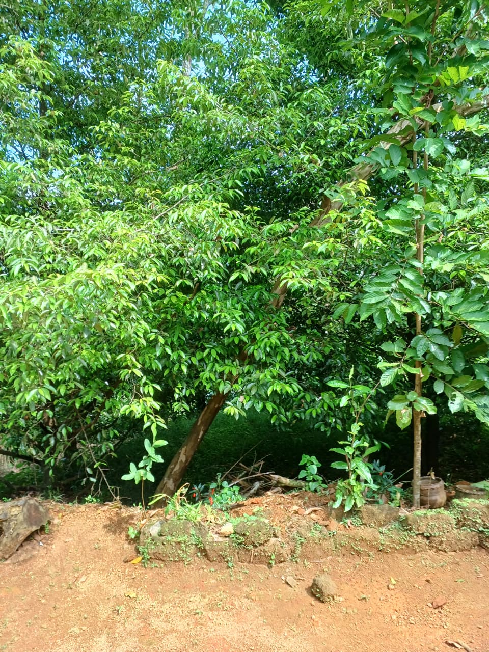 2.5acre land with old house