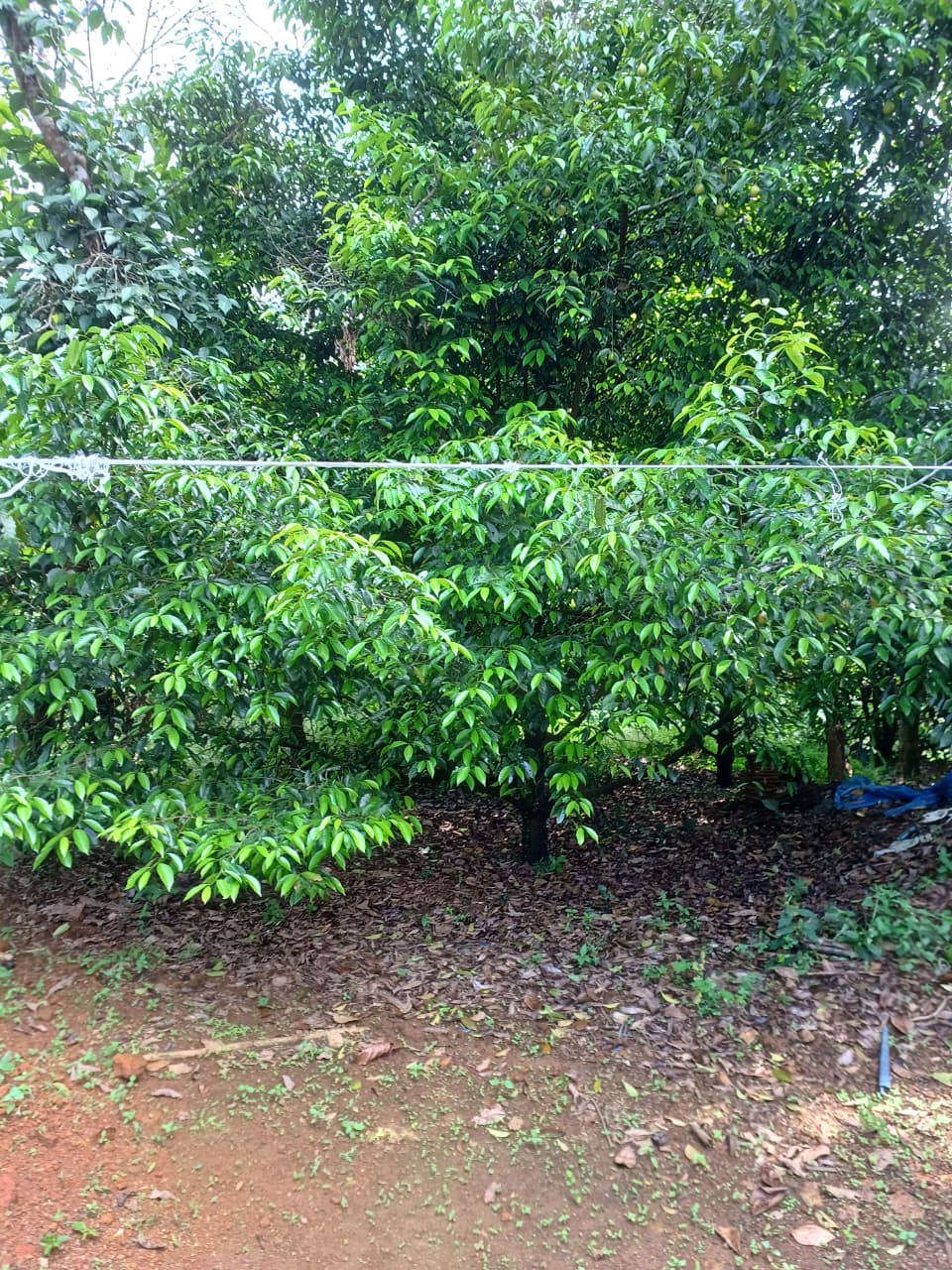 2.5acre land with old house