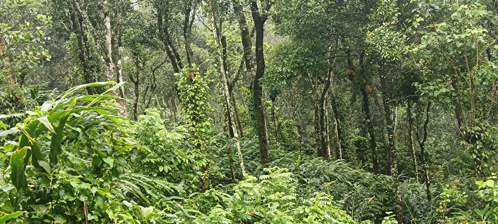 2.5Acres of Land with 1850sqft House