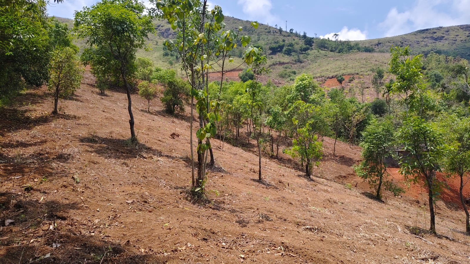 2 Acer of Land