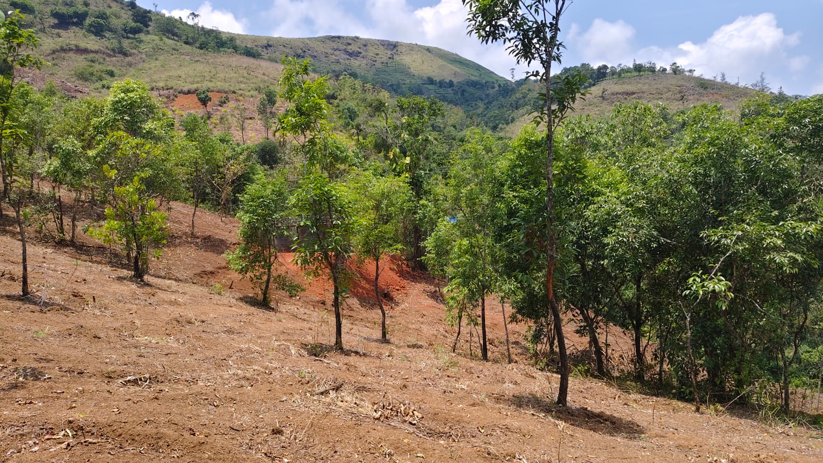 2 Acer of Land