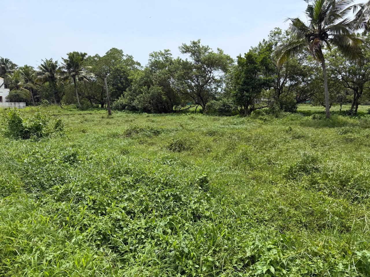20 cents of Land