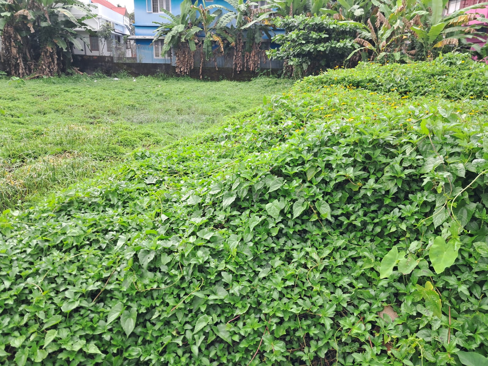 22 Cents of prime Commercial property - for sale in tripunithara, Kochi, Kerala
