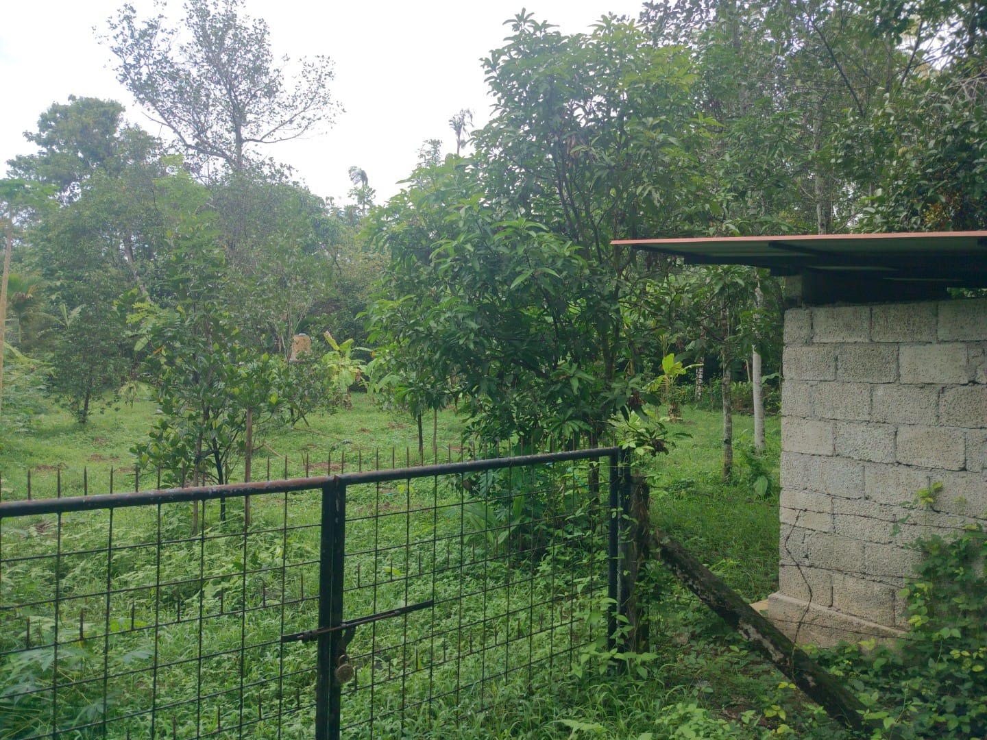 24 cents of Land - for sale in Nedumbassery, Kochi ( Ernakulam ), Kerala
