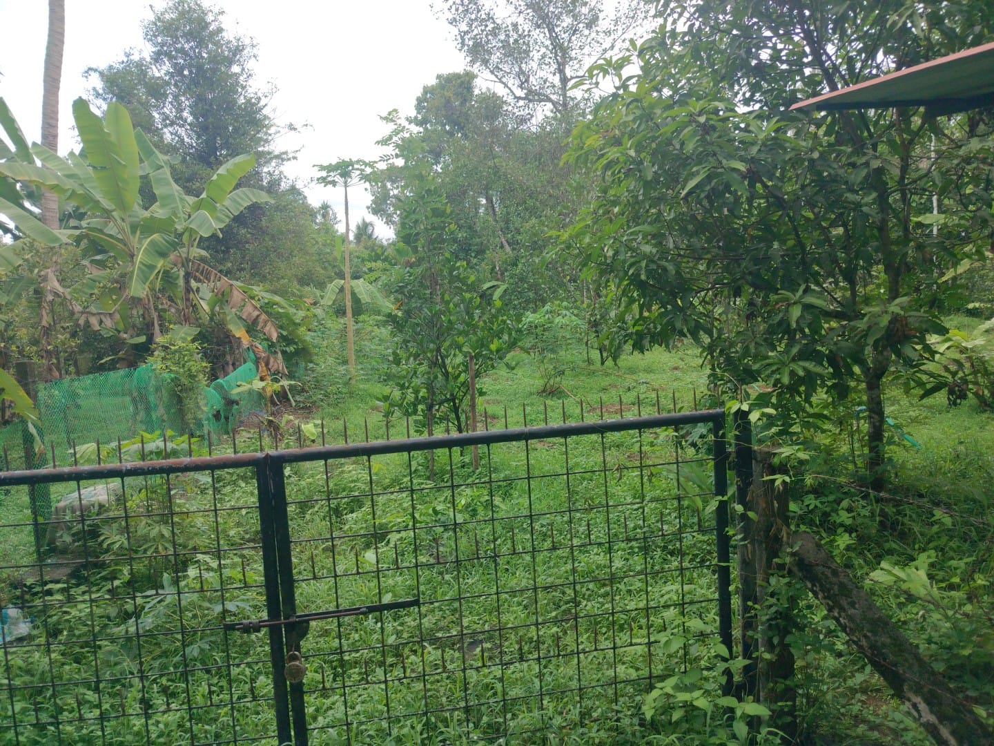 24 cents of Land