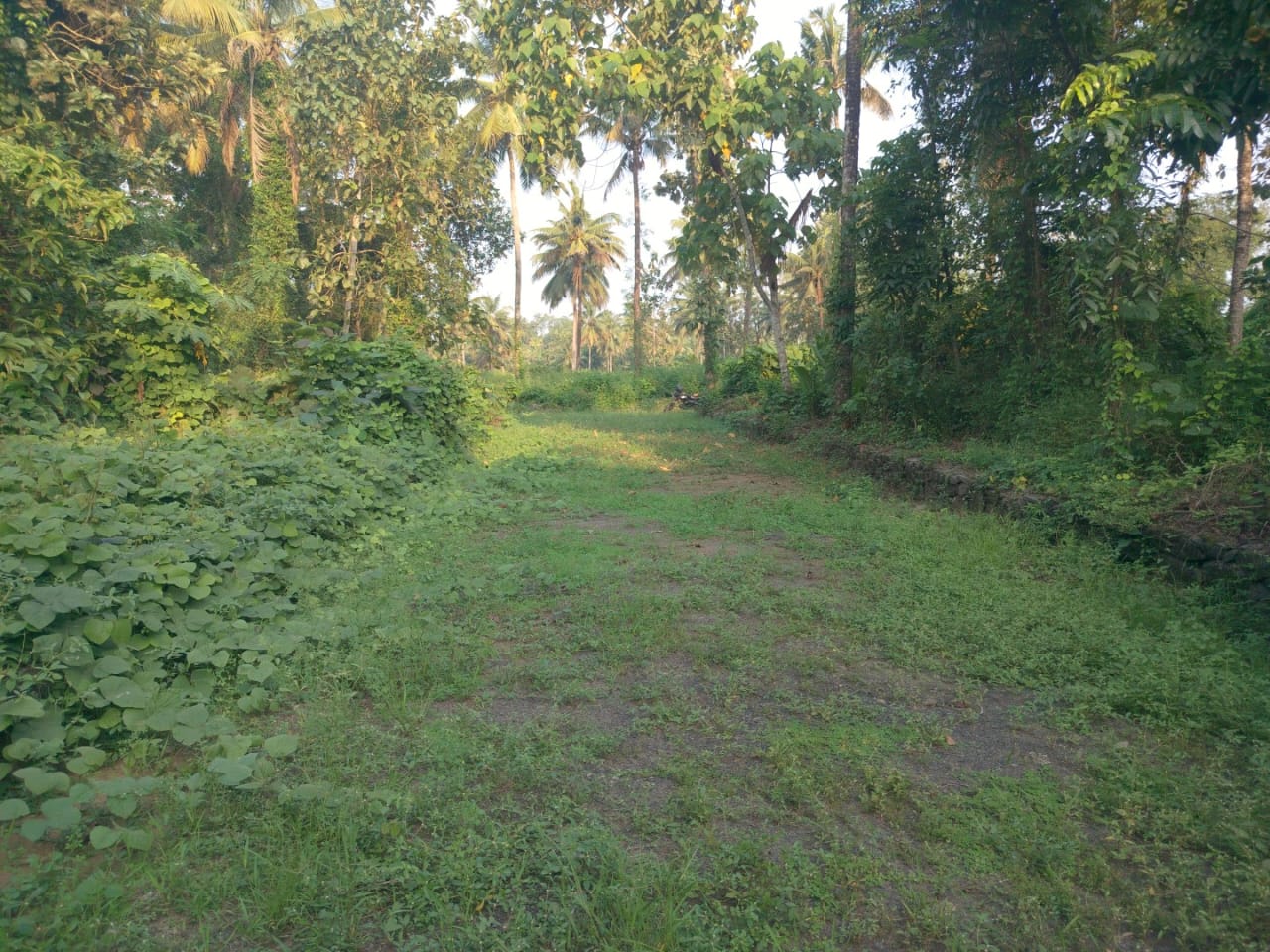 25 cents of Land