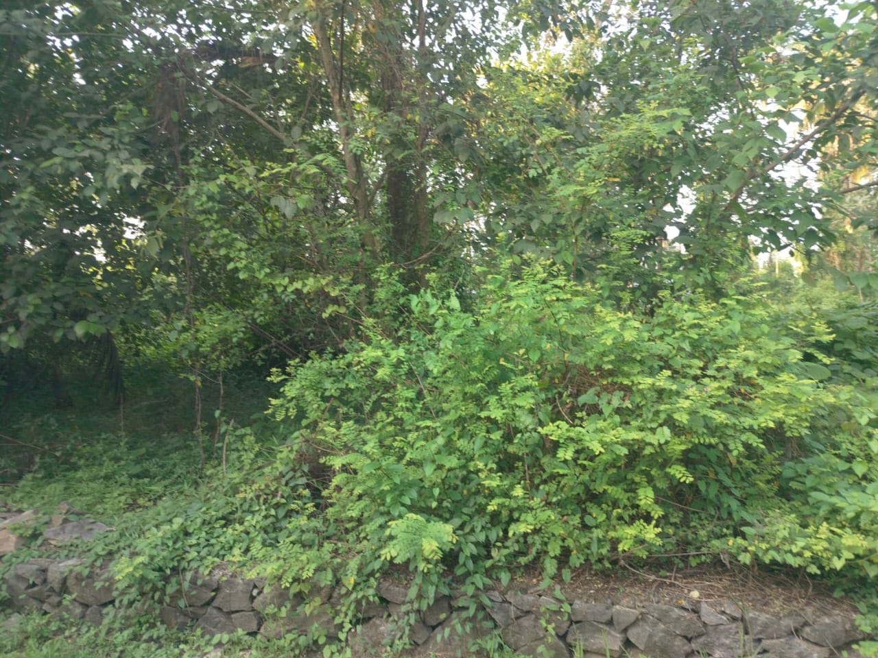 25 cents of Land