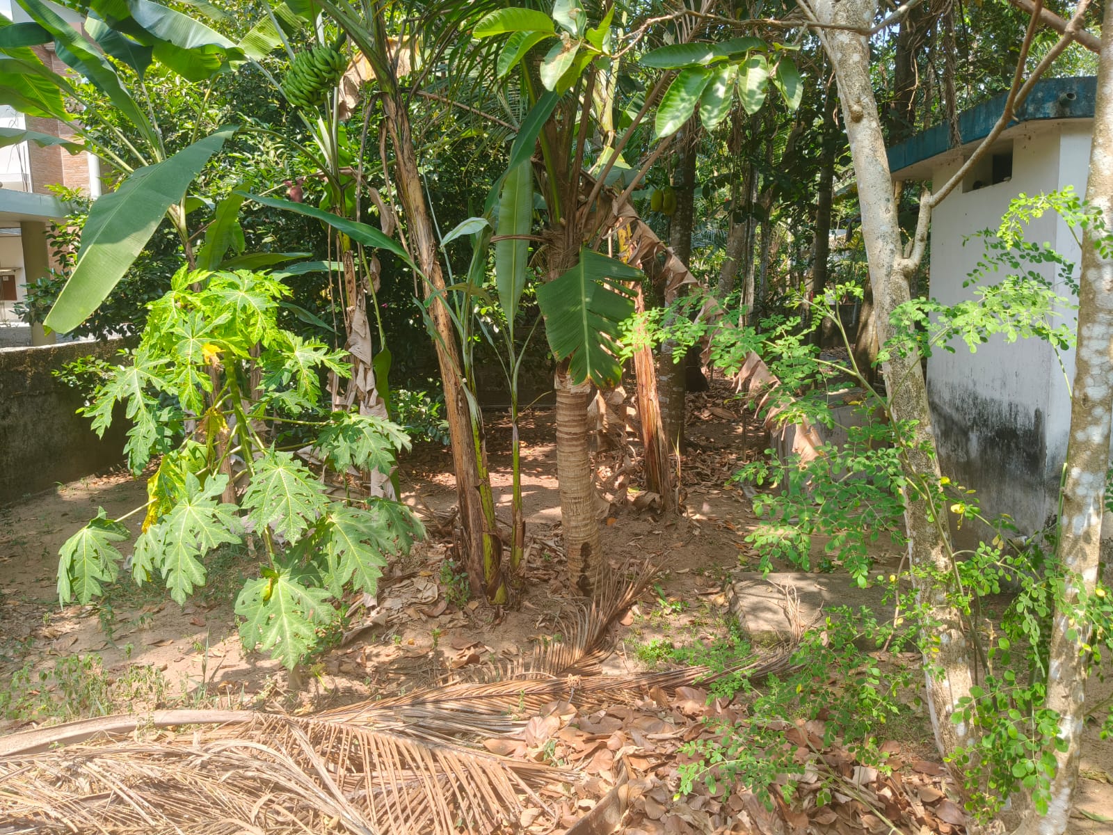 3.300 cents of Land - for sale in Thiruvankulam, Kochi ( Ernakulam ), Kerala