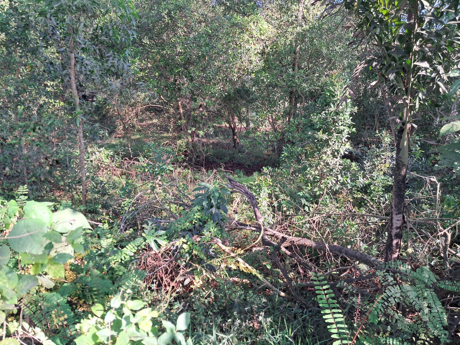 3.5 Acres of Prime Residential/commercial Plot - for sale in Kakkanad, Kochi ( Ernakulam ), Kerala