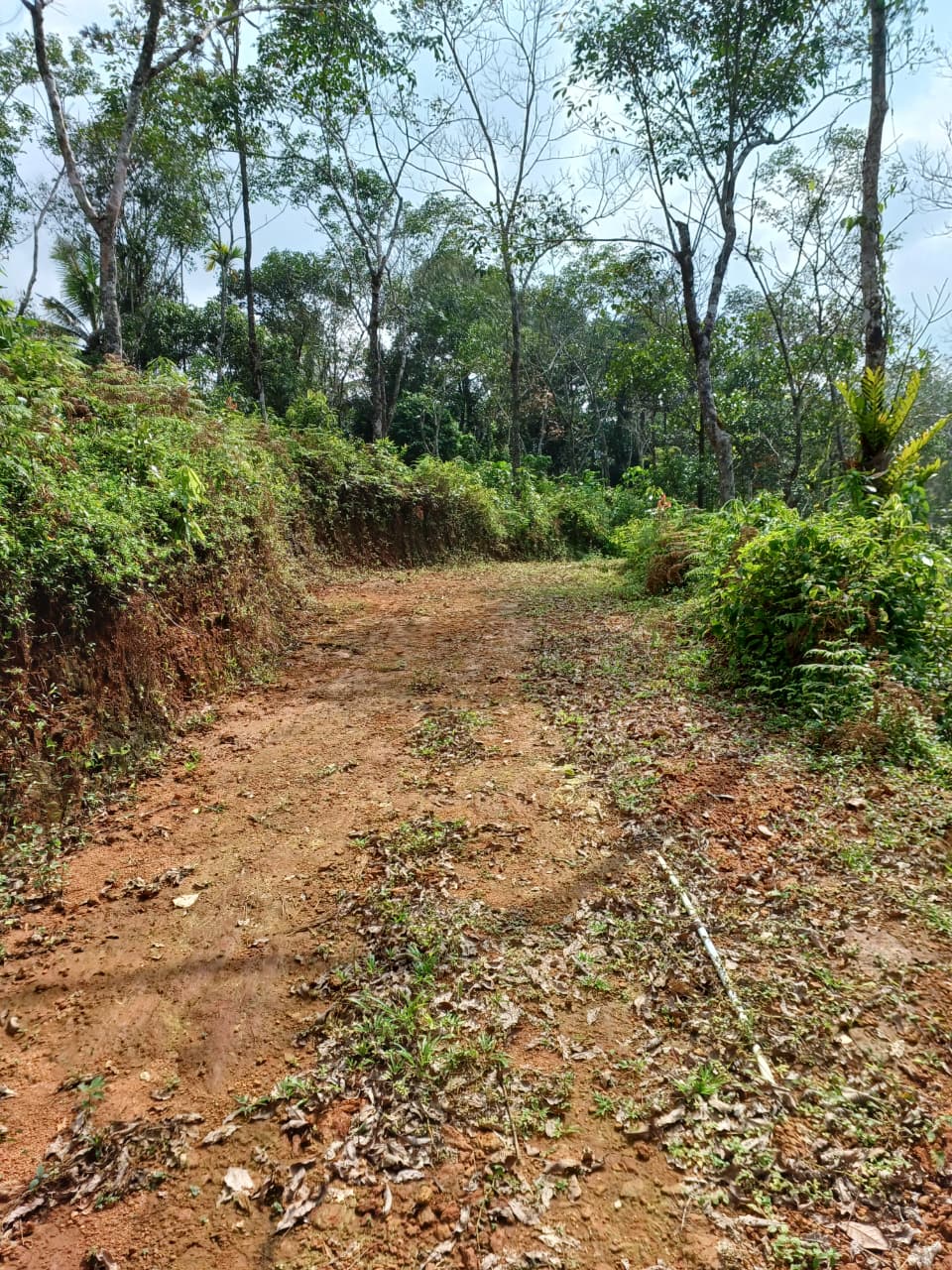 3.5acre land with old house - for sale in Mamkulam, Idukki, Kerala