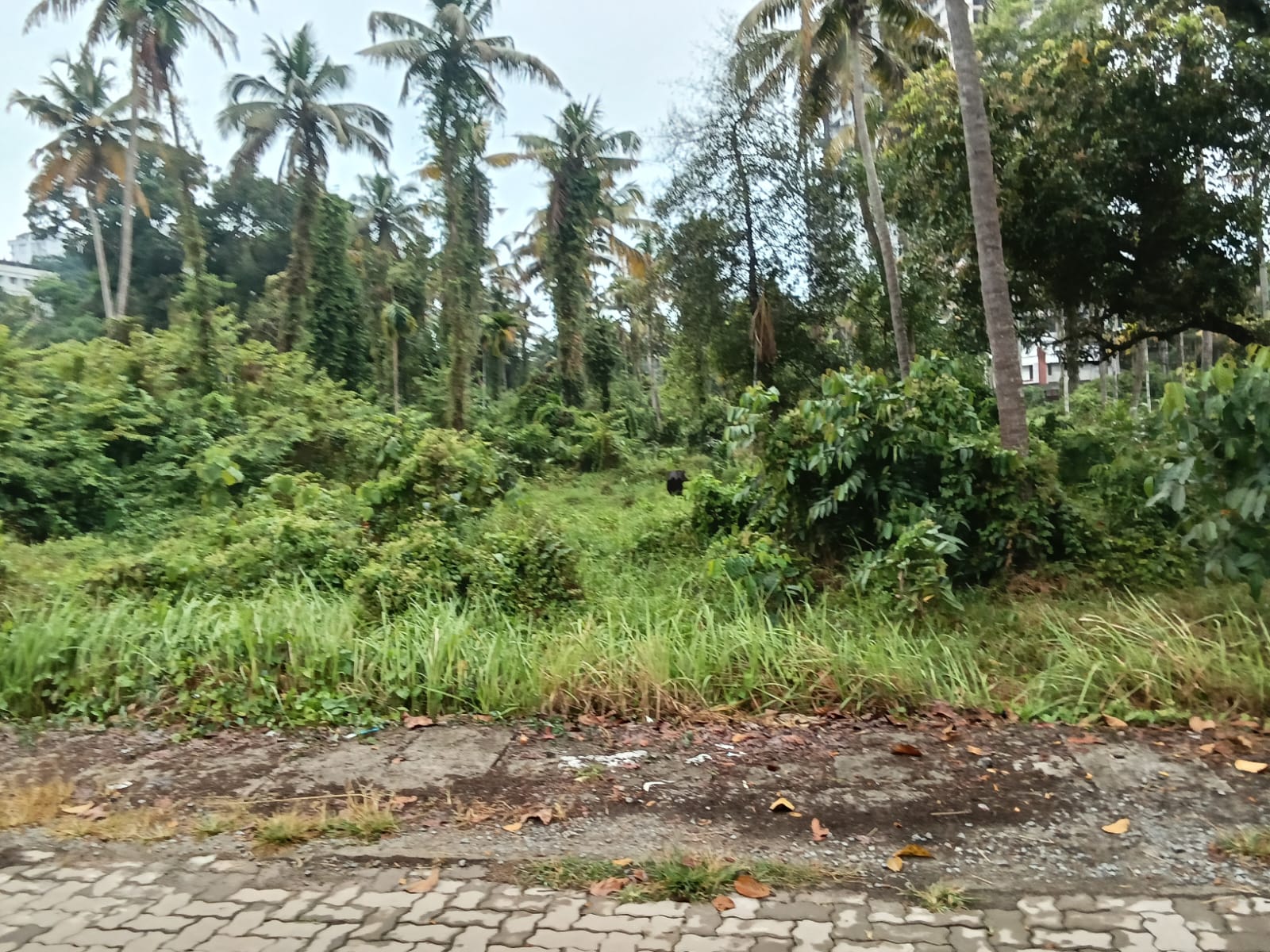 3 Acer 15 cents of Land