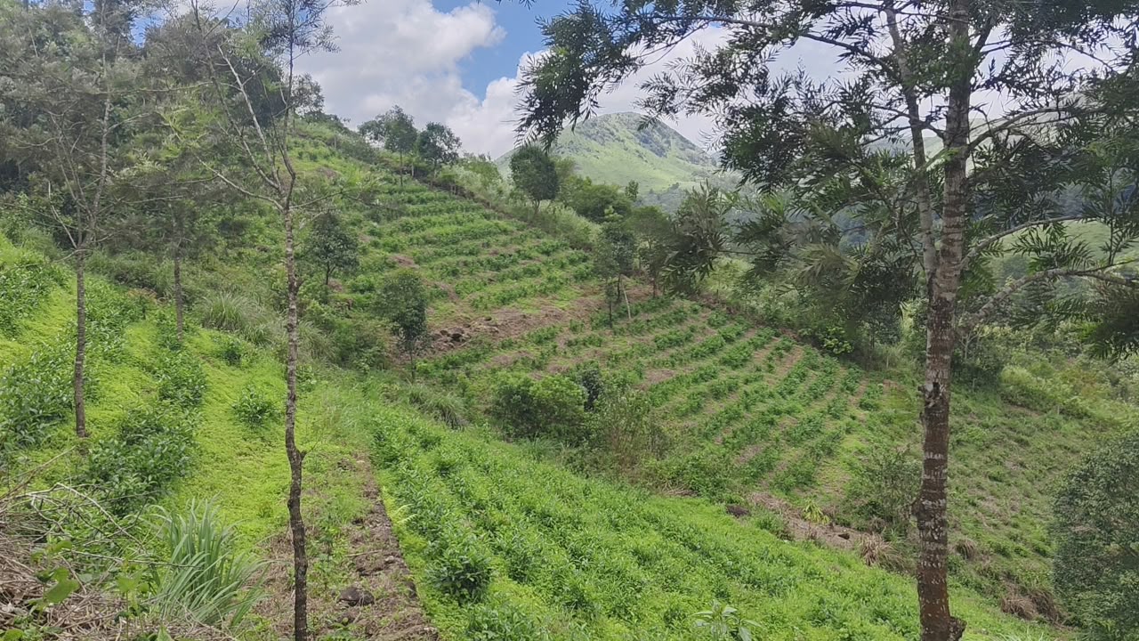 3 Acers of Land