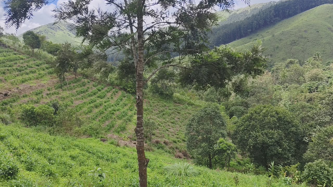 3 Acers of Land
