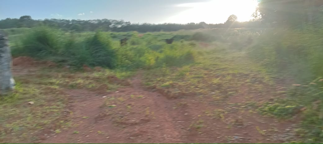 3 Acres of Plot