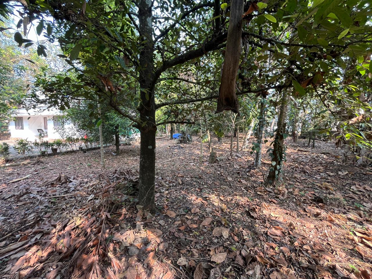 30 Cents of Land with 800sqft old house - for sale in Mokanoor, Kochi ( Ernakulam ), Kerala