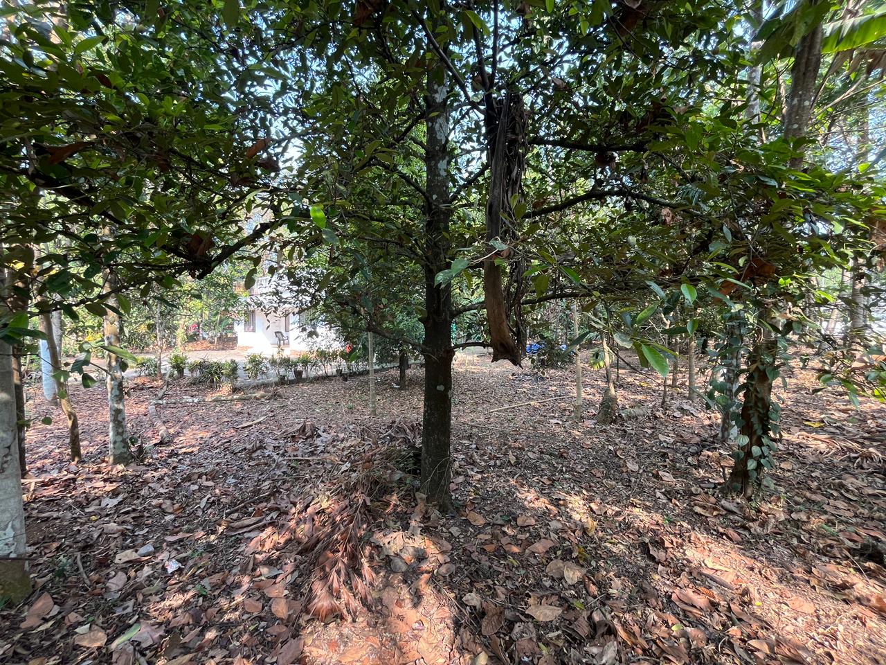 30 Cents of Land with 800sqft old house