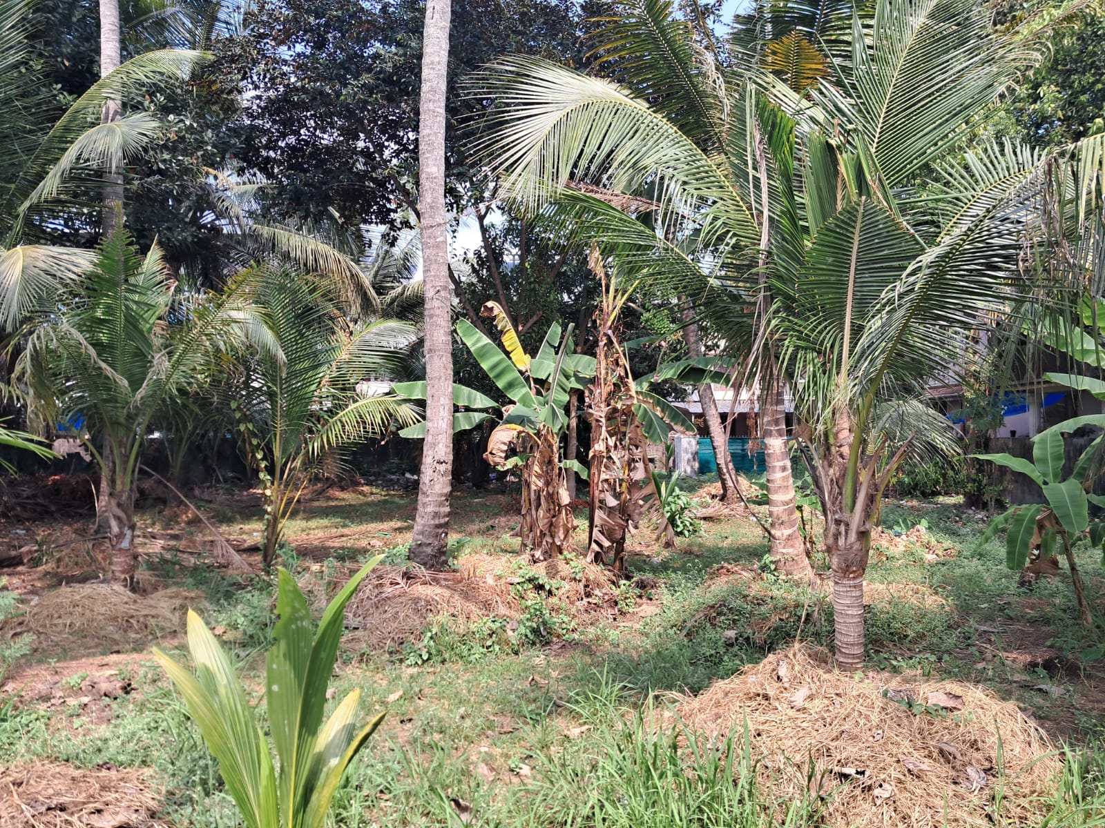 37 cents of Residential Property