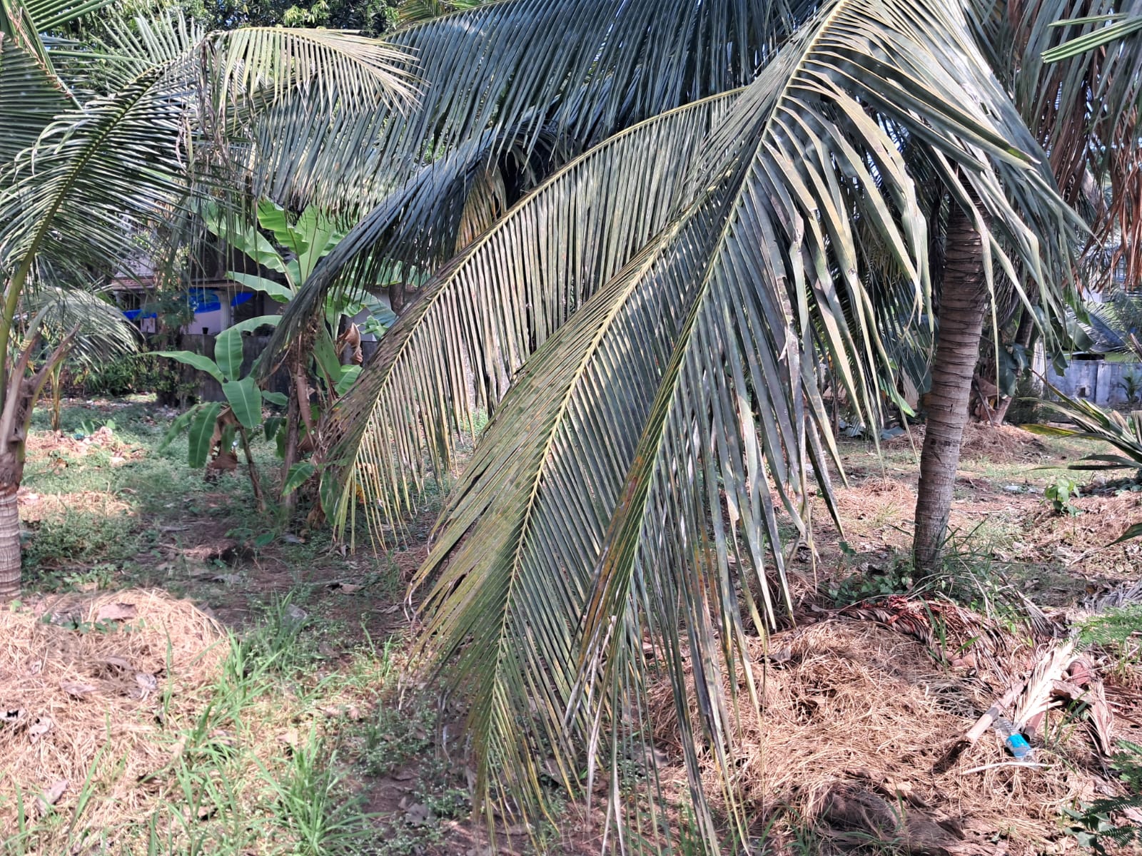 37 cents of Residential Property