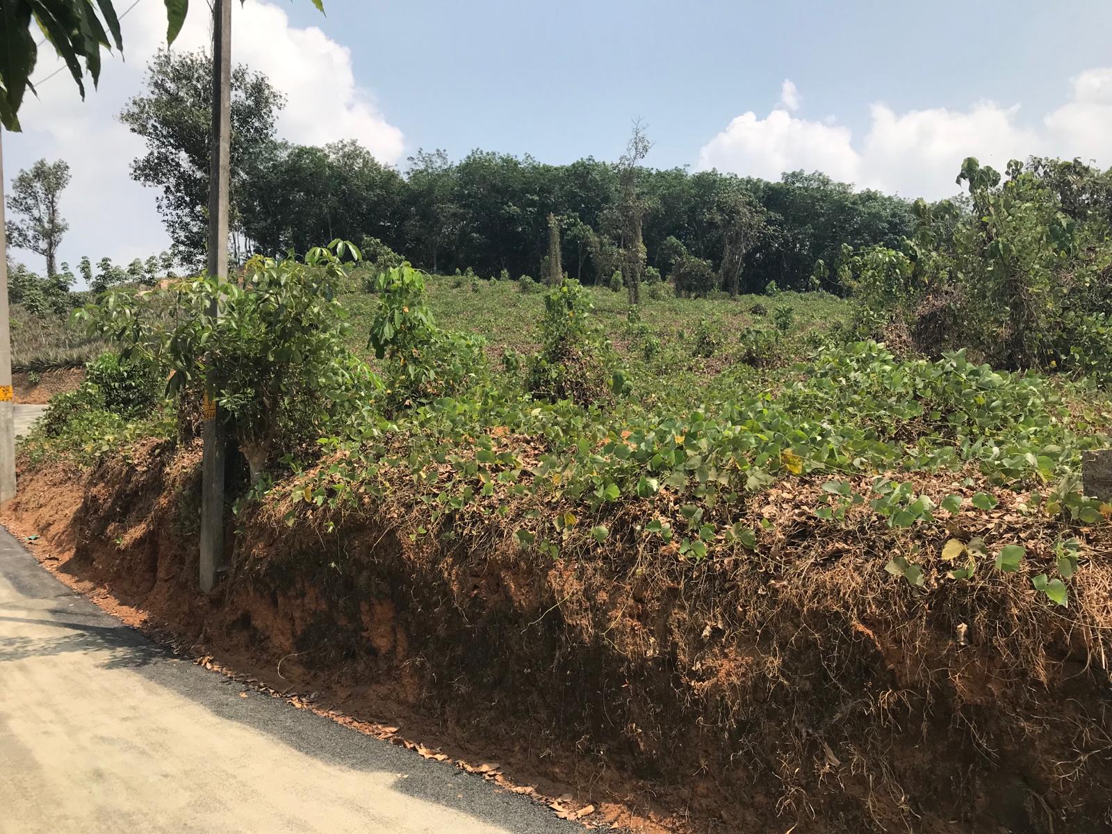 40 cent of Residential Land in Vettithara, Maneed - for sale in Maneed, Kochi ( Ernakulam ), Kerala