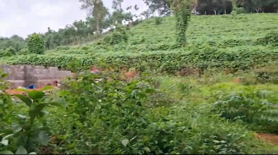 40 cent of Residential Land in Vettithara, Maneed