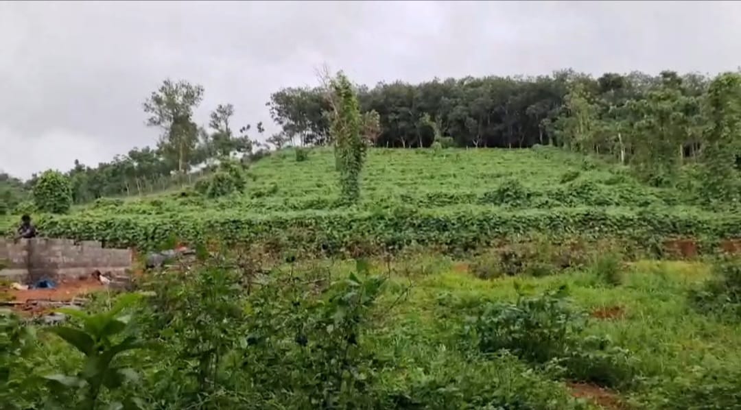 40 cent of Residential Land in Vettithara, Maneed