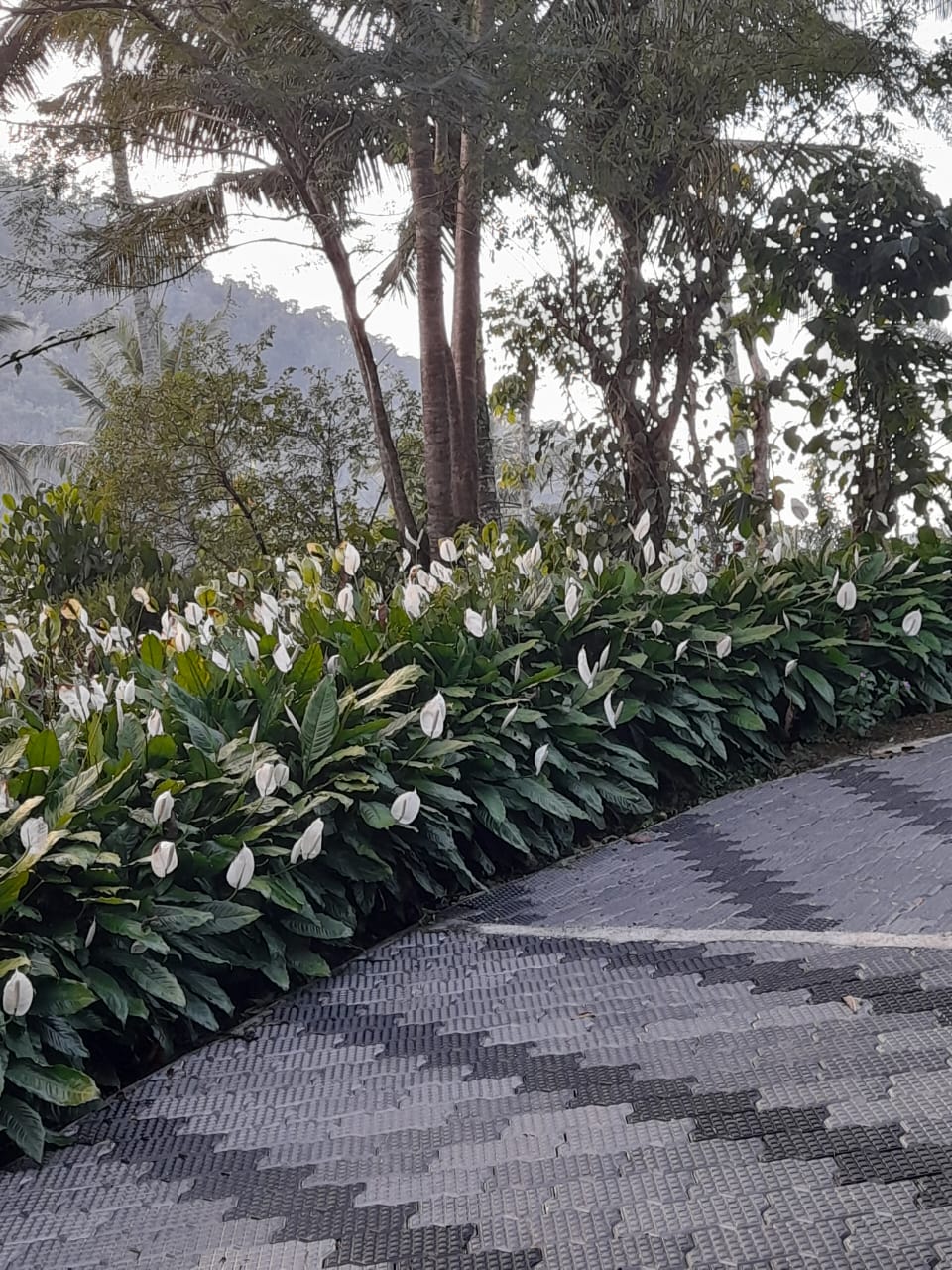 4BHK New Bungalow with 2.25acres of Land