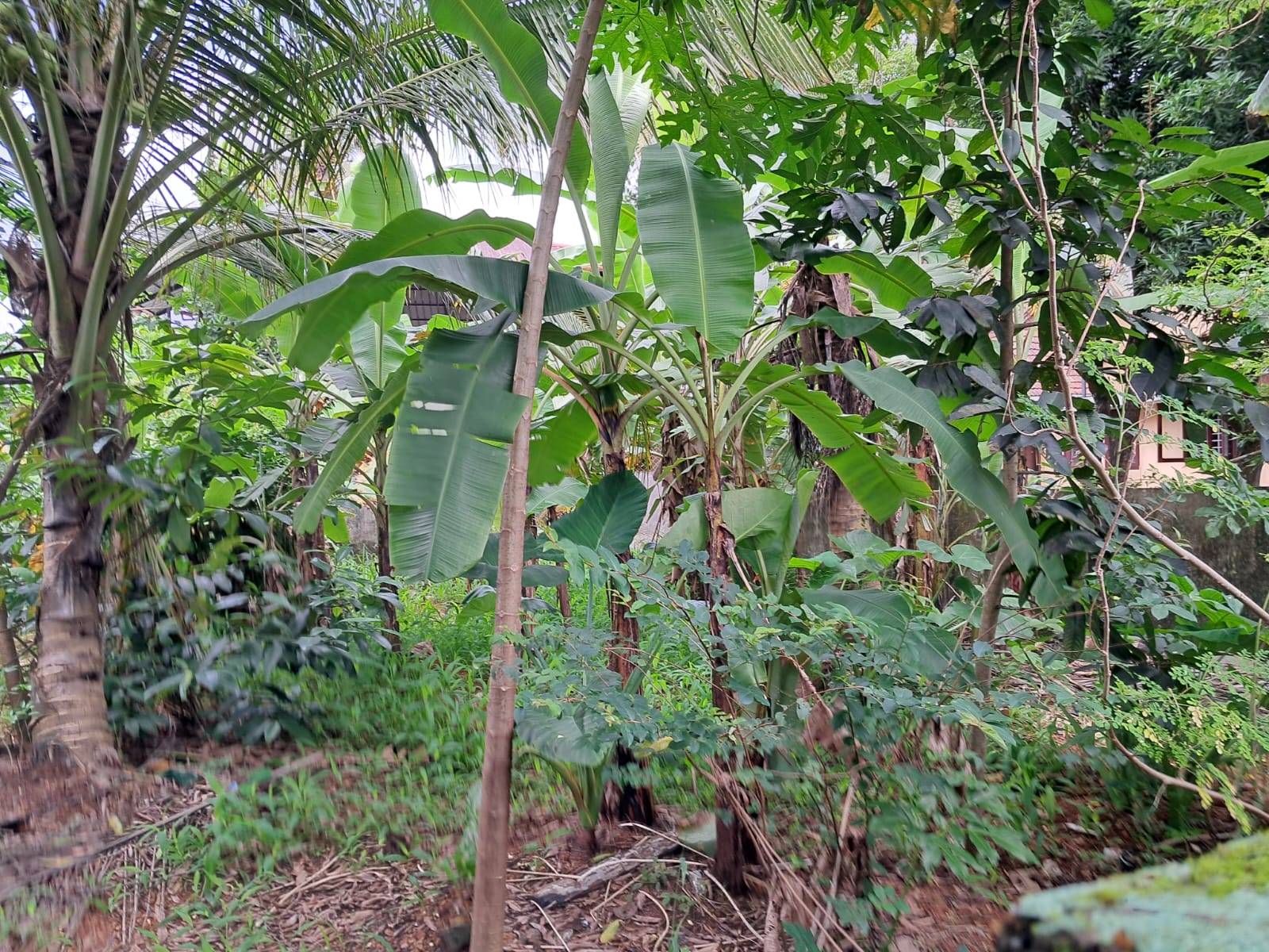 5.300cents of Residential Land in Maradu