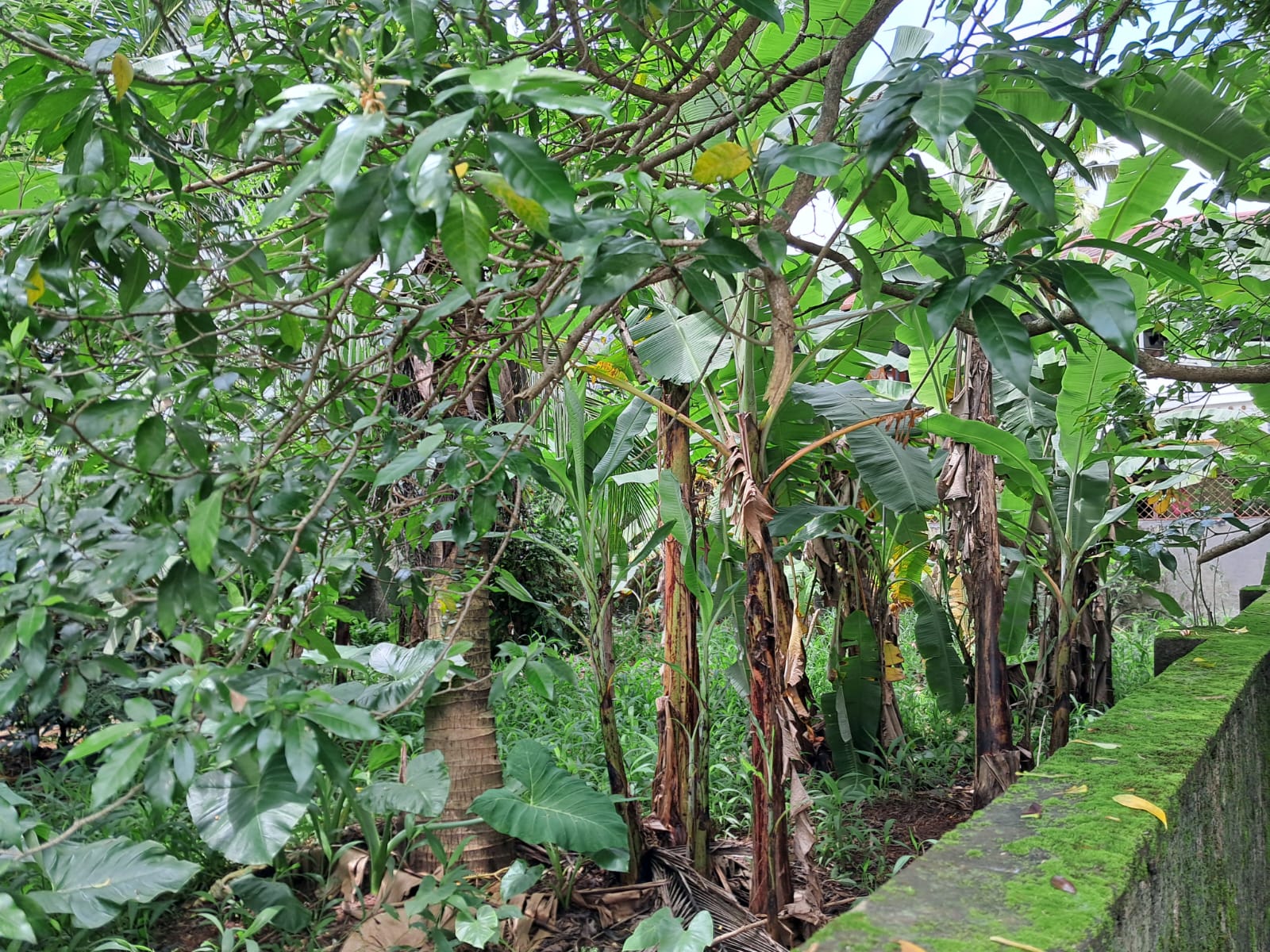 5.300cents of Residential Land in Maradu