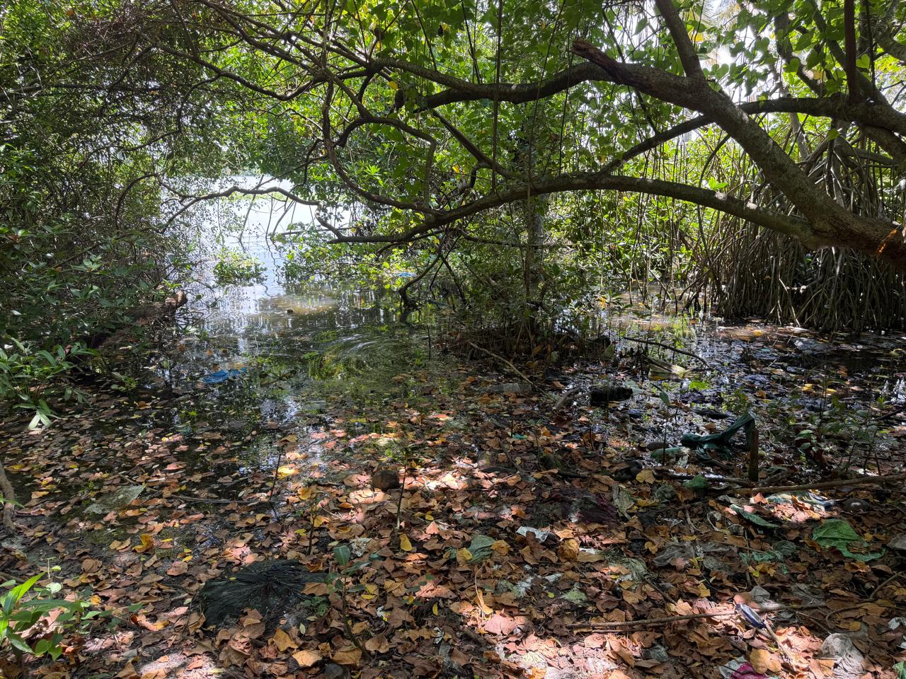 5 Acre of Waterfront Land - for sale in Panangad, Kochi ( Ernakulam ), Kerala
