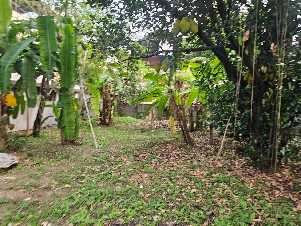 5 cents of Land